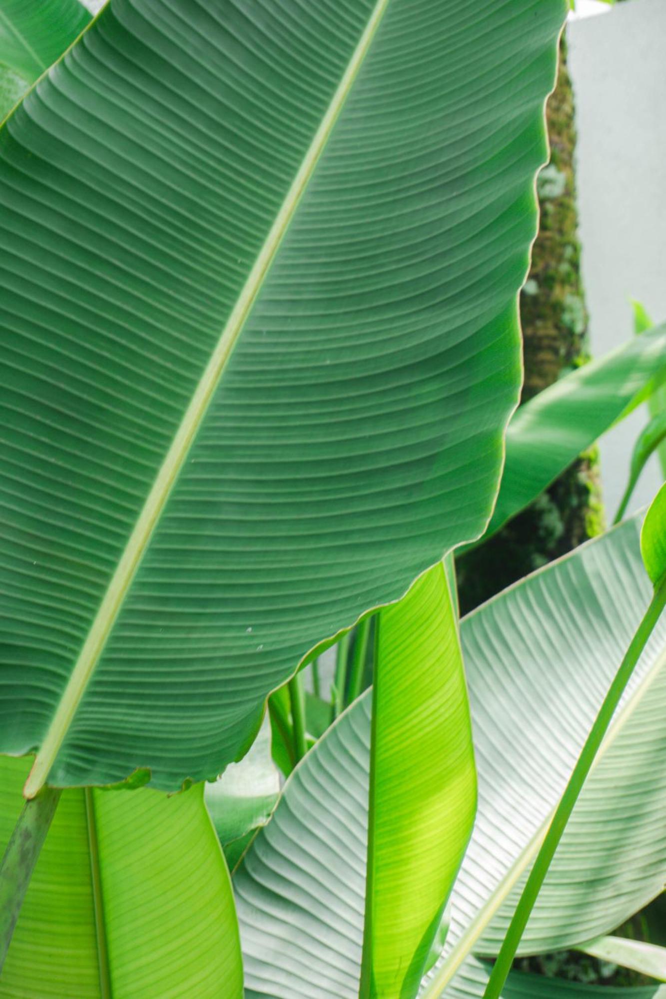 Tannari Villa Ubud Exteriér fotografie